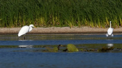 Great Egret defecating on the lake Stock Footage 95980682