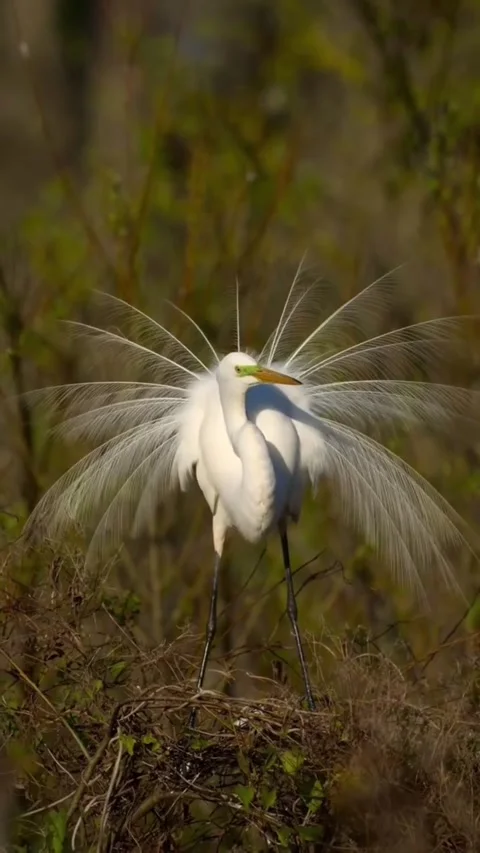 Great egret displaying its beautiful breeding plumage in a nest Vidéo 334824472