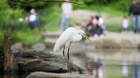 Great Egret Drinking Stock Footage 136396190