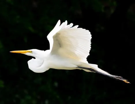 Great Egret easing along above a river Foto stock