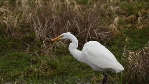 Great egret eats a frog in slow motion Stock Footage 267478363