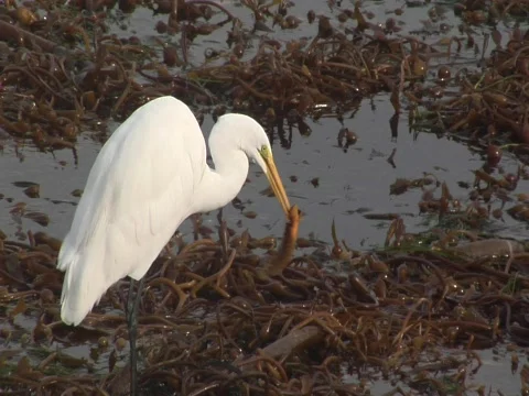 Great egret eats a large kelp fish Stock-Footage 584455