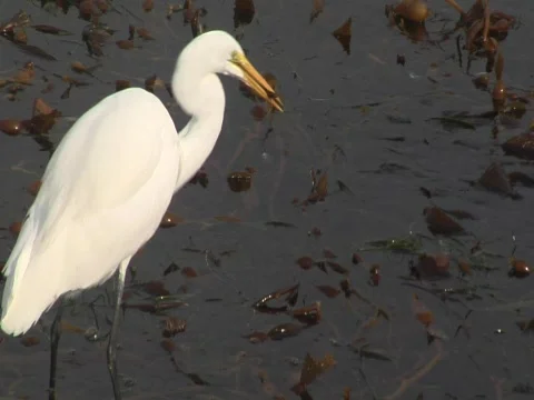 Great egret eats a small fish in a kelp forest Stock-Footage 584434