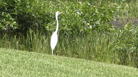 Great egret in the Everglades Stock Footage 52810726