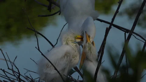 Great Egret Feeding Chicks Stock Footage 245315771