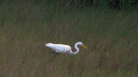 Great Egret Feeding Stock Footage 222264967