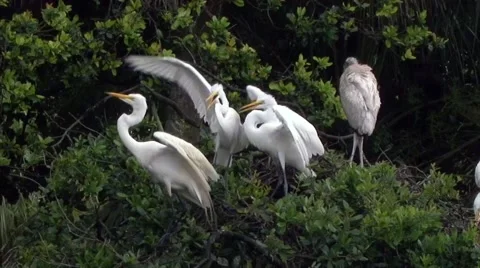 Great egret feeding two aggressive adult young Great Egrets in a tree Stock Footage 48371836
