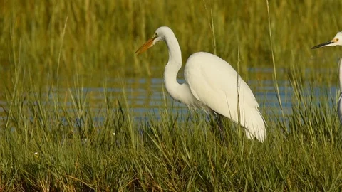 Great Egret with fish Stock Footage 86214877