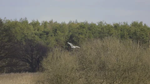 Great egret flies over the backwaters, 4K slomo Stock Footage 237513352