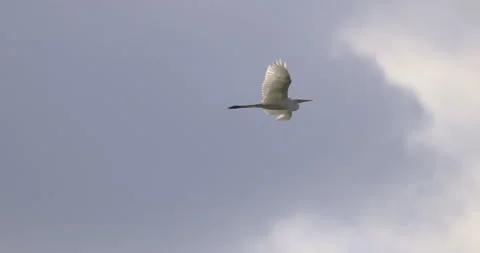 Great egret in flight, 4K slomo Stock Footage 222163702