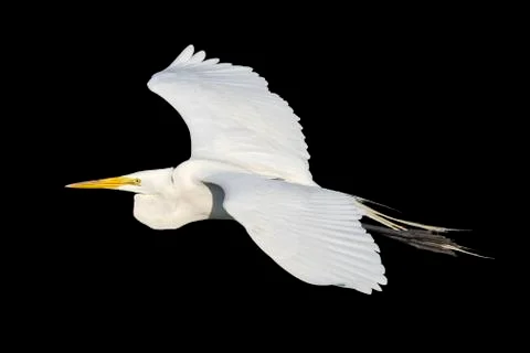 Great Egret in Flight Stock Photos