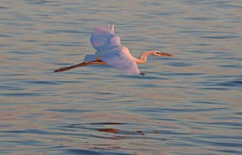Great Egret in Flight Stock Photos