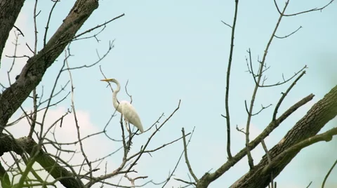 Great Egret Flying from dead tree Stock-Footage 53826943