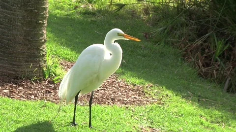 Great Egret Stock Footage 639413