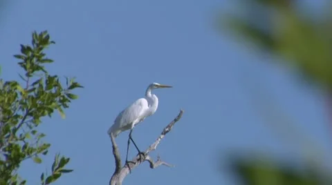 Great Egret Stock Footage 10720500