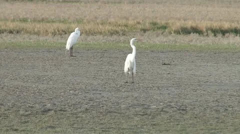 Great Egret Stock Footage 11765307