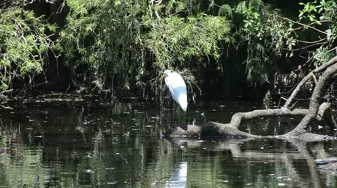 Great Egret Stock-Footage 12304970