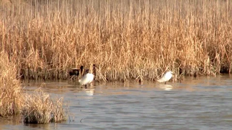 Great Egret Stock Footage 37442395