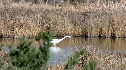 Great Egret Stock Footage 37442500