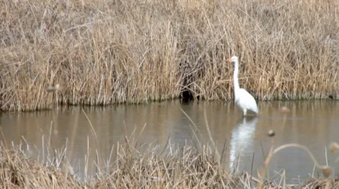 Great Egret Stock Footage 37442577