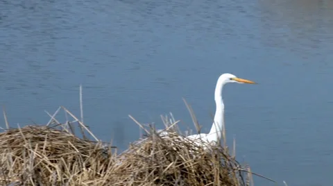 Great Egret Stock Footage 37442616