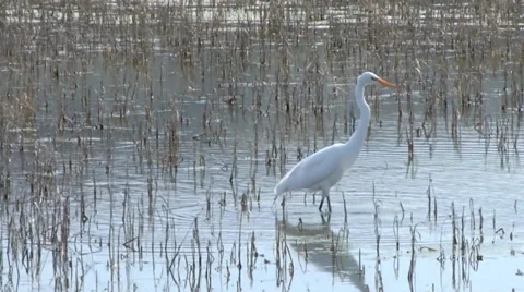 Great Egret Stock Footage 37442655