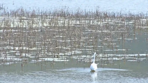 Great Egret Stock Footage 37442702