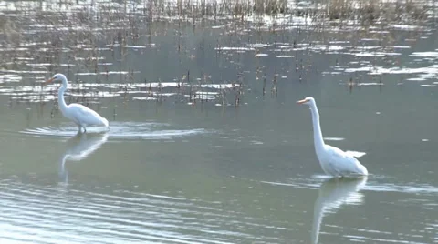 Great Egret Stock Footage 37442728