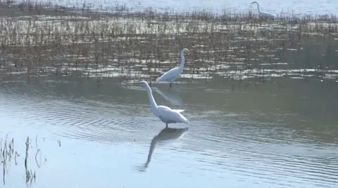 Great Egret Stock Footage 37442771