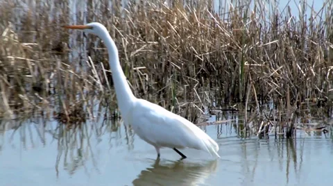 Great Egret Stock Footage 37442793