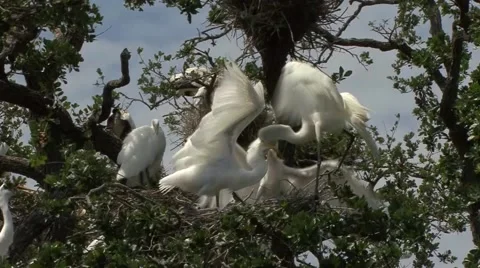 Great Egret 動画素材 41735728