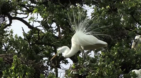 Great Egret Stock Footage 41736317