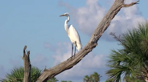Great Egret Video stock 42684577