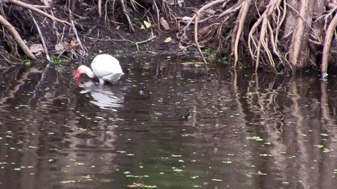 Great egret Stock Footage 81629816