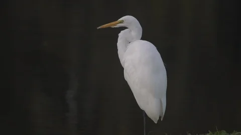 Great Egret Stock Footage 102512169