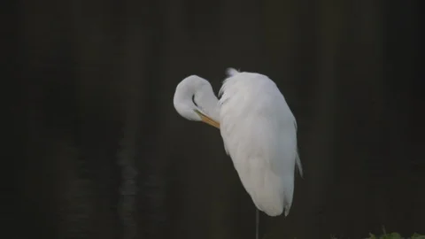 Great Egret Stock Footage 102512288