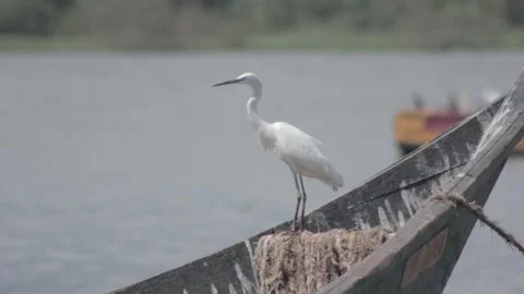 Great egret Stock Footage 142097214