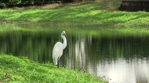 Great Egret Stock Footage 143168046