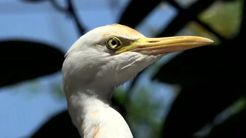 Great egret Stock Footage 154294708