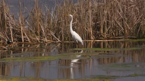 Great Egret Stock Footage 155855898