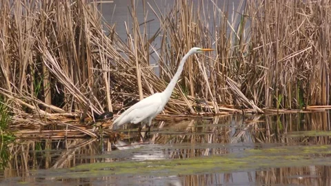 Great Egret Stock Footage 155856078