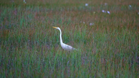 Great Egret Stock Footage 162962991