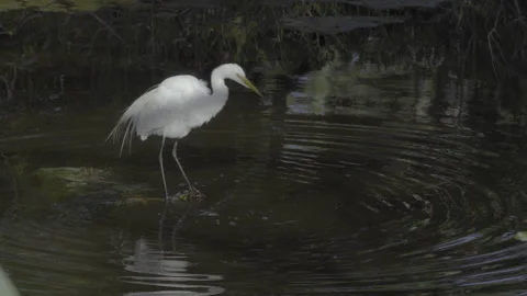 Great Egret Stock-Footage 234556001