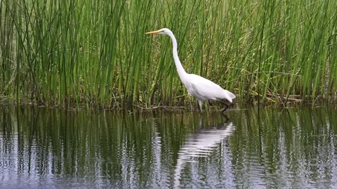 Great Egret Stock Footage 280738712