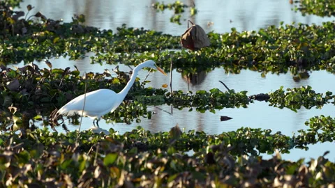 GREAT EGRET Video stock 289914358