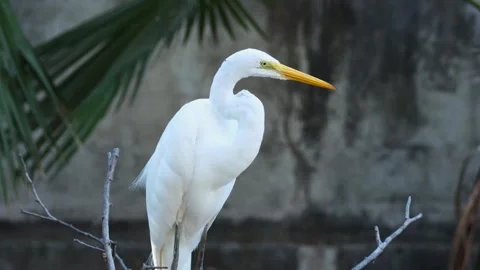 Great Egret Stock Footage 302310179