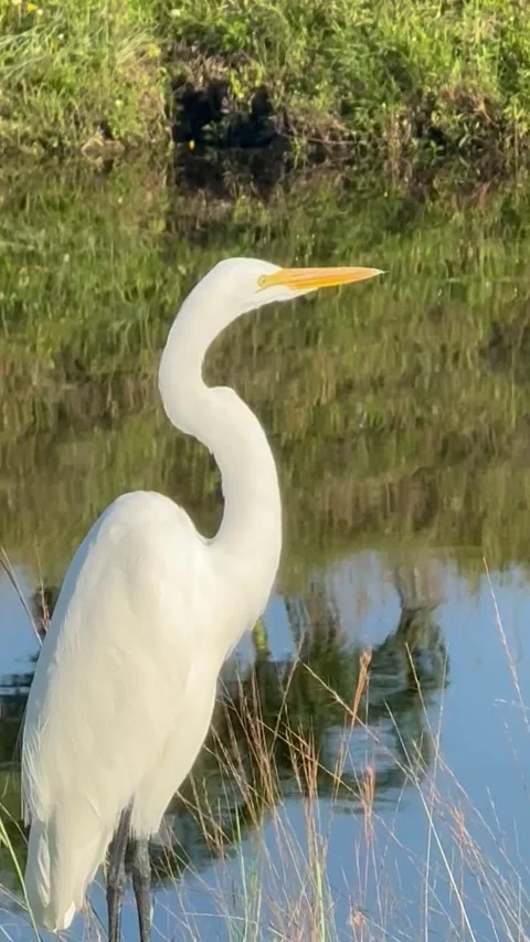 Great Egret Stock Footage 332867465