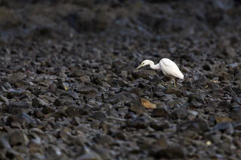Great egret foraging in the rocks Stock Photos