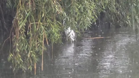 Great Egret Foraging Under a Weeping Willow During Heavy Rain Stock Footage 340757866