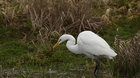 Great egret with frog in slow motion Stock Footage 267478338